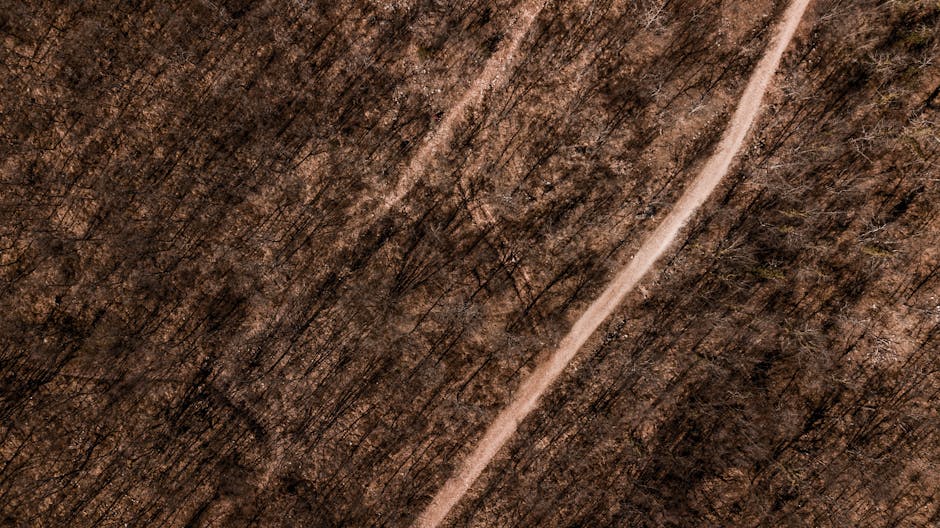 Aerial Path through Forest